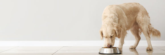 Feeding with Confidence: A Short Guide to Commercial Dog Food Choices
