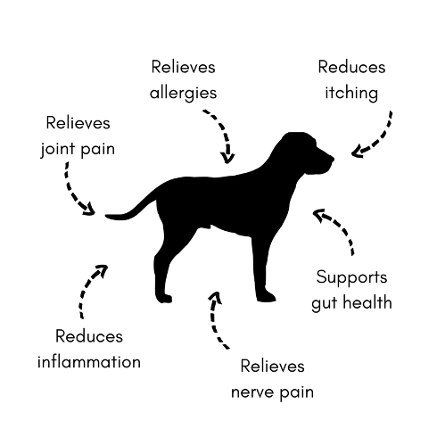 Management of inflammation, chronic pain and allergy symptoms in our dogs.