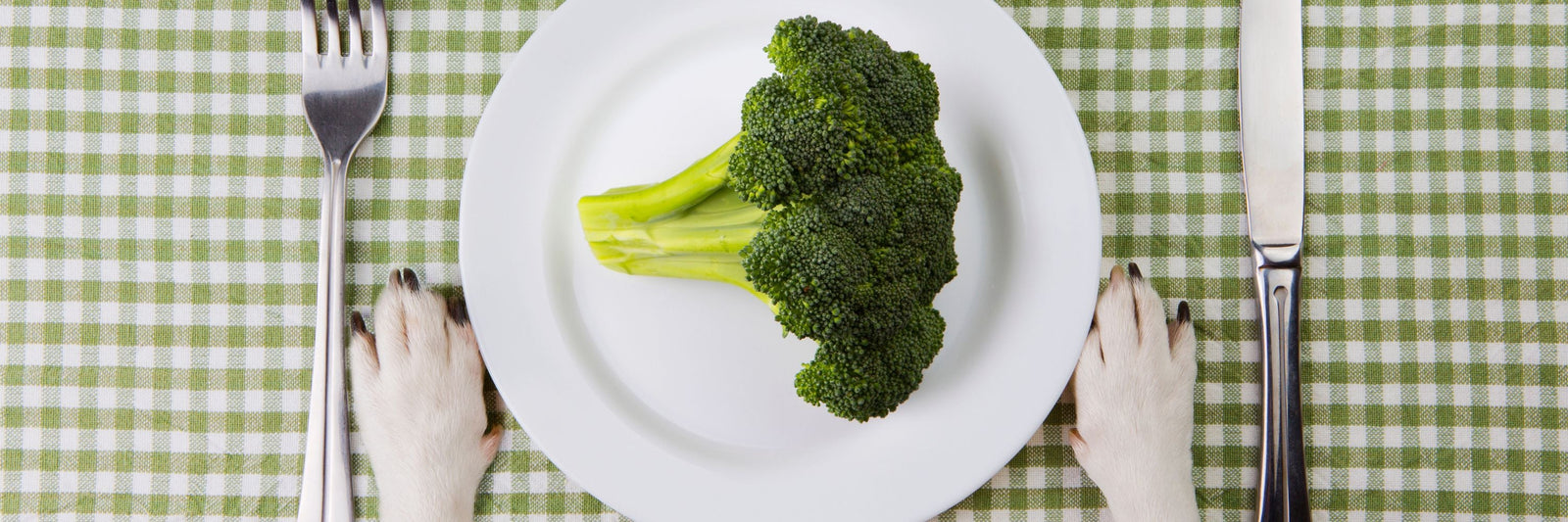 Why our dogs need plants to be happy and healthy.