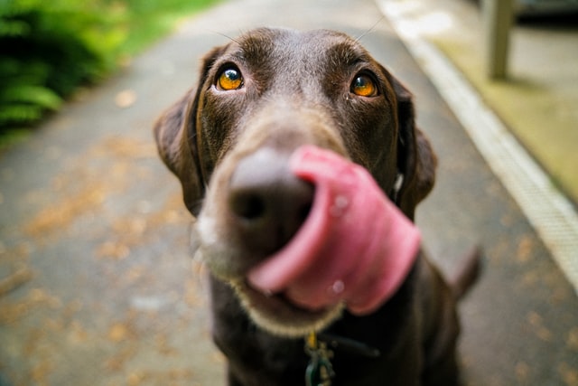 The Benefits of Beef Spleen For Dogs