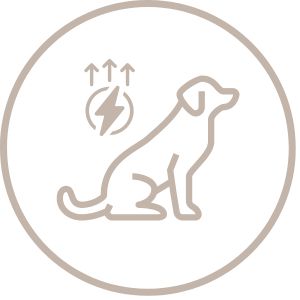 Active Dogs