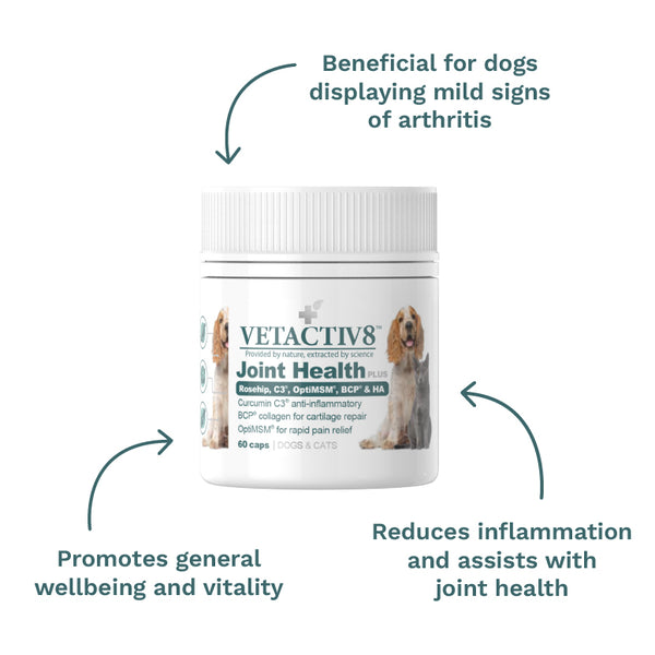 Active Dog Bundle - Joint Health Plus by CanineCeuticals