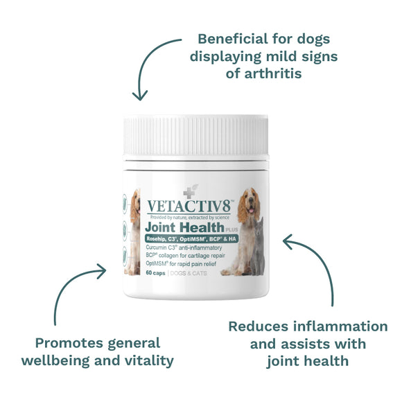 Joint Support Pack - Joint Health Plus at CanineCeuticals