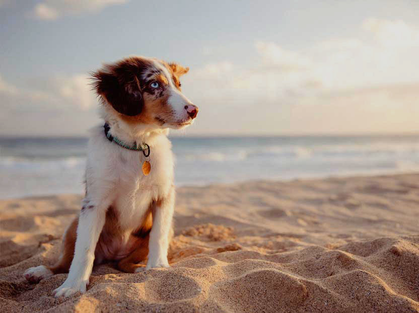 Why CanineCeuticals? Keeping it local