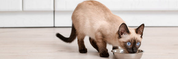 Siamese cat eating from stainless steel food bowl in modern kitchen - cat supplement safety