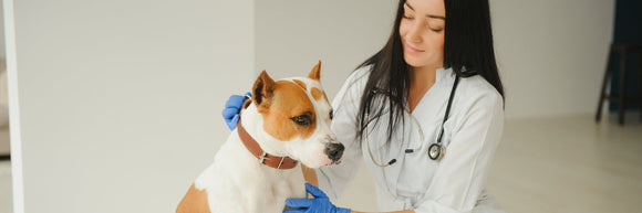 Female veterinarian examining terrier before annual dog vaccination booster shot