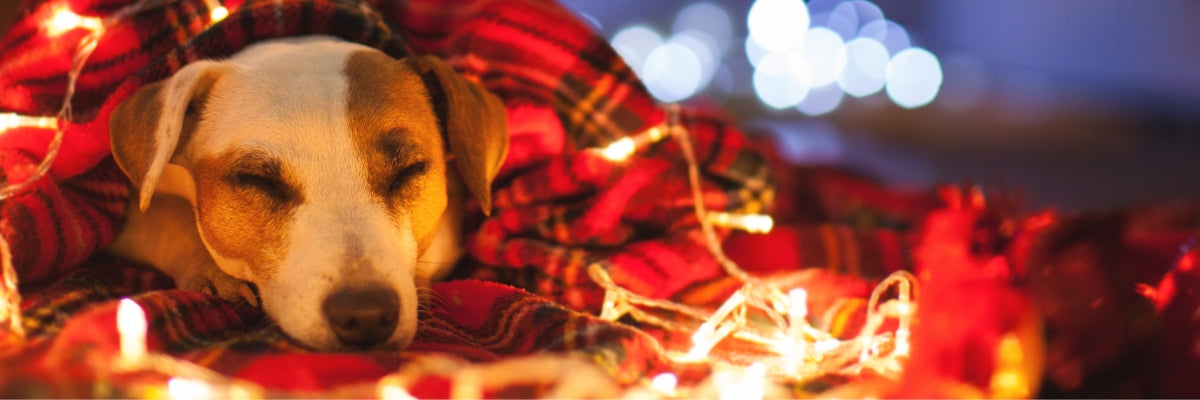 Dog resting peacefully during festive season with calm expression