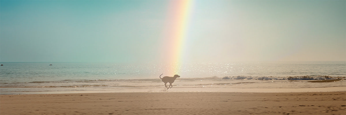 A dog gazing peacefully at a rainbow in the sky, symbolising hope and remembrance after loss