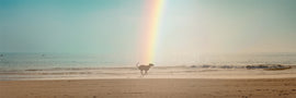A dog gazing peacefully at a rainbow in the sky, symbolising hope and remembrance after loss