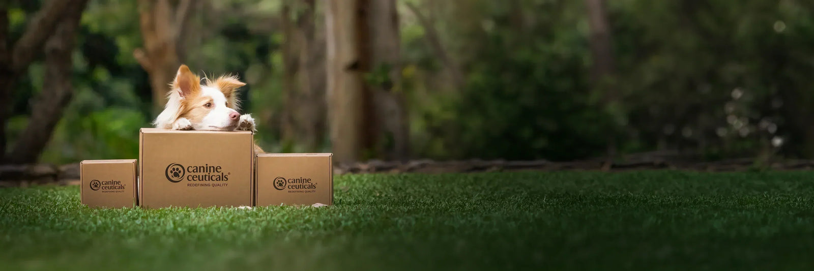 Border Collie peeking out of Canine Ceuticals branded shipping boxes on green grass