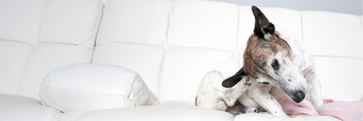 Yeast Infections in Dogs