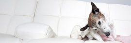 Yeast Infections in Dogs