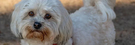 Why Is My Dog’s Fur Turning Red?