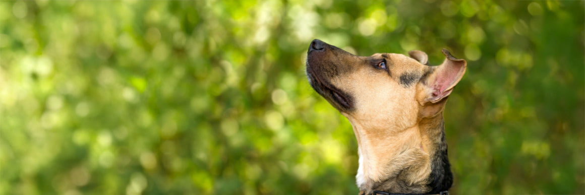 Gut Protect vs. Gut Restore: Which Gut Supplement is Right for Your Dog?