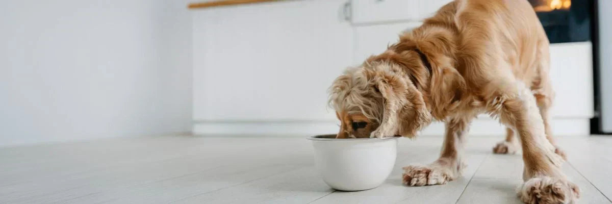 Balancing Home‑Prepared Dog Food: Fresh Doesn’t Automatically Mean Balanced