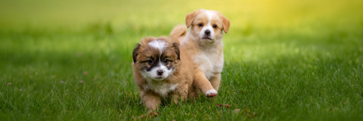 Two fluffy puppies running together across a sunny green lawn