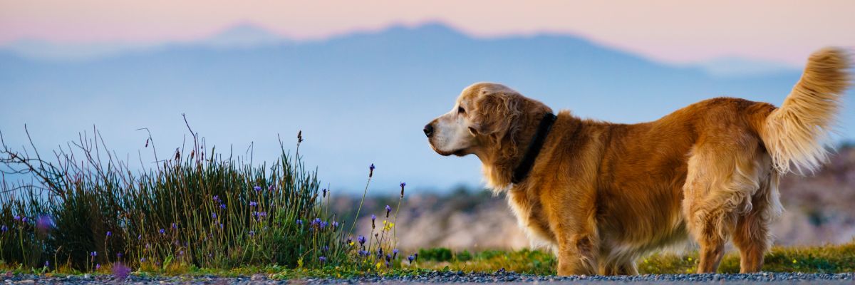 Optimising Joint Health for Active & Ageing Dogs