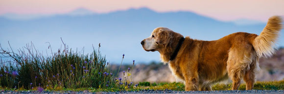 Optimising Joint Health for Active & Ageing Dogs