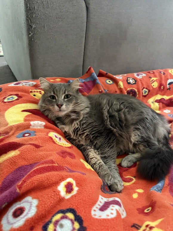 Cat Immune Support: Bruce's Recovery from Anaemia and a Blood Parasite Infection
