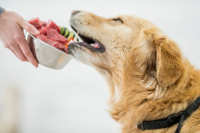 The Benefits of Organ Meats For Dogs