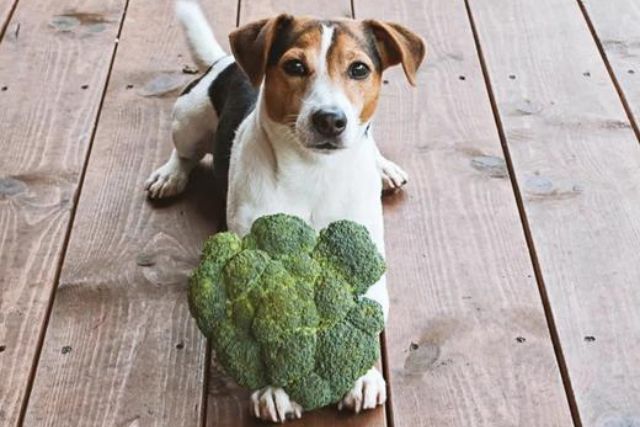 Why our dogs need plants to be happy and healthy.