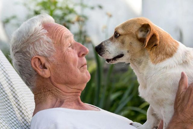 Caring for a senior dog