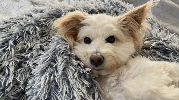 CanineCeuticals P.E.A