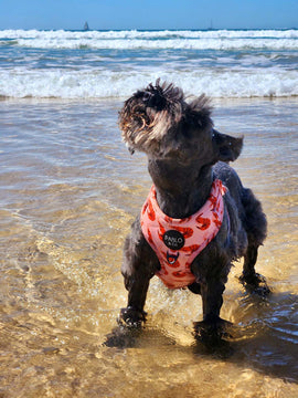 How Milk Thistle Helped Improve Liver Health in a Senior Dog: Bella’s Story