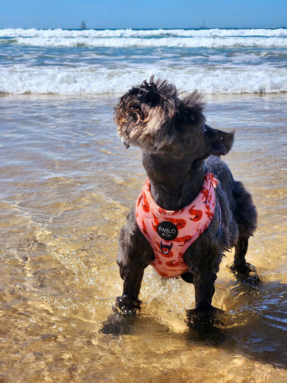 How Milk Thistle Helped Improve Liver Health in a Senior Dog: Bella’s Story