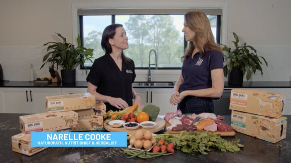 Cat Food vs Dog Food with Big Dog Pet Foods