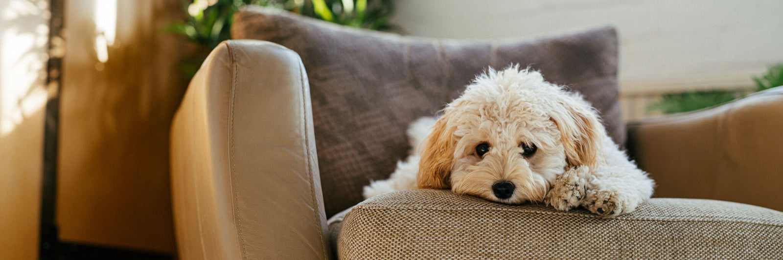 Easing Holiday Stress for Dogs: Practical Tips and Natural Solutions