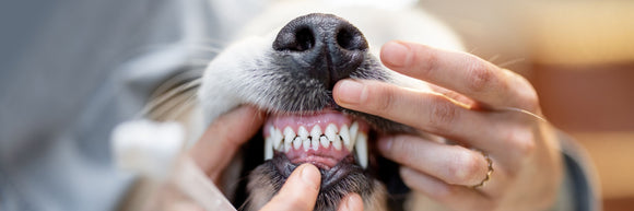 The Essentials of Dog Dental Health