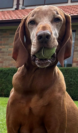 Case Study: Supporting Senior Dog Health and Lymphoma Naturally