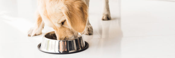 The Link Between Diet and Behaviour in Dogs