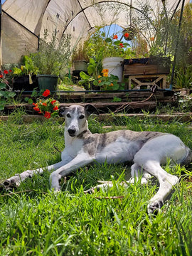 Lucas the whippet lies on green grass in a garden setting with a greenhouse and potted plants in the background.