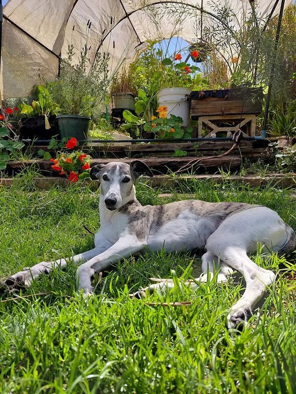 Lucas the whippet lies on green grass in a garden setting with a greenhouse and potted plants in the background.