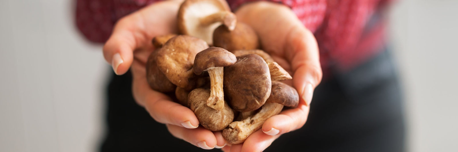 Medicinal mushrooms for dogs
