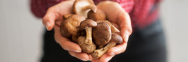 Medicinal mushrooms for dogs