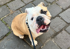 Peaches thriving after treatment with CanineCeuticals products