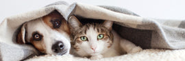Polluted pets