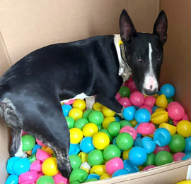 Black and white Bull Terrier named Precious standing in a cardboard box filled with colourful plastic balls