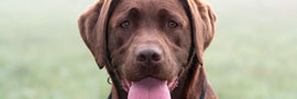 The Benefits of Beef Spleen For Dogs