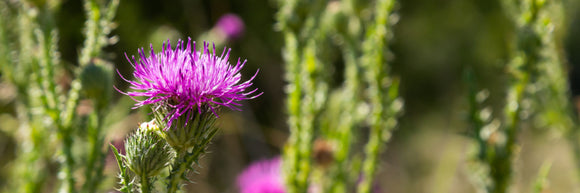 The Health Benefits of Milk Thistle