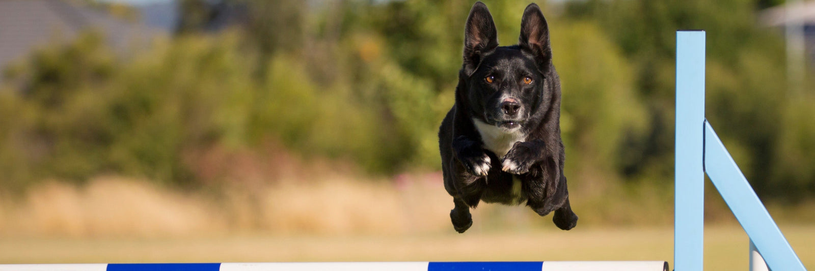 Jumpstart Your Dog's Health in the New Year