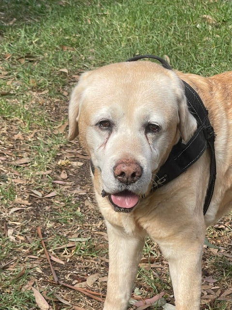 Slinky, a 16 year old yellow Labrador, standing on grass in a harness