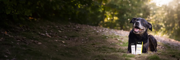 Senior black dog lying on a sunlit bush track beside boxes of CanineCeuticals Relax and Stress-Ease