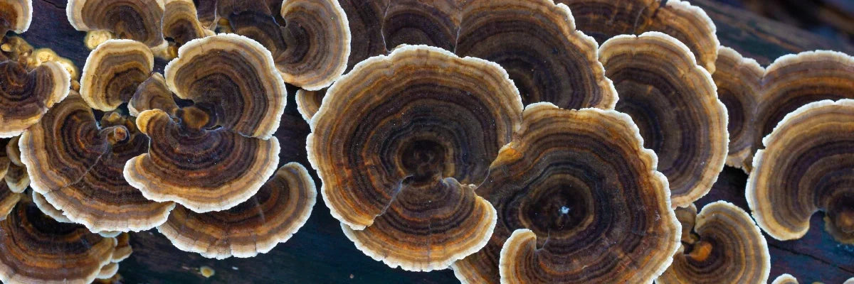 Close-up of Trametes versicolor (Turkey Tail) mushrooms growing on wood, the source of PSP and PSK compounds used in dog immune support