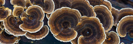 Close-up of Trametes versicolor (Turkey Tail) mushrooms growing on wood, the source of PSP and PSK compounds used in dog immune support