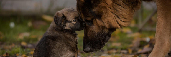Puppies