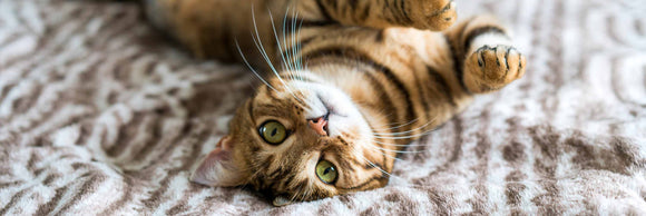 CanineCeuticals - Cats